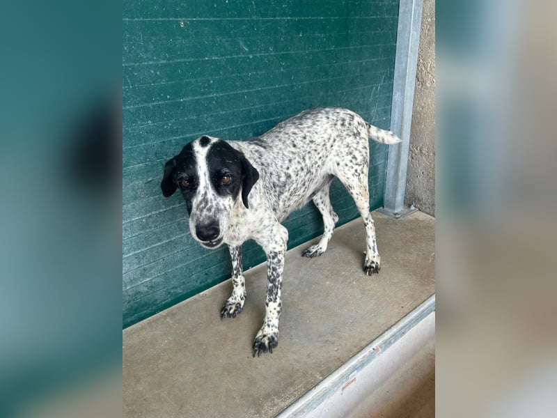 liebe Pointer Mischlings-Hündin Luna sucht ihre Menschen