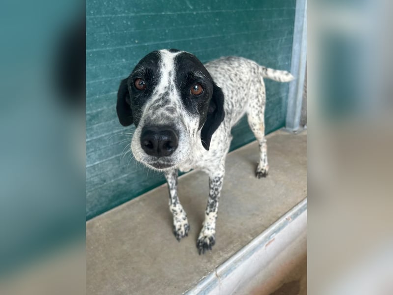 liebe Pointer Mischlings-Hündin Luna sucht ihre Menschen