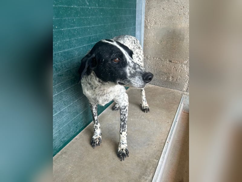 liebe Pointer Mischlings-Hündin Luna sucht ihre Menschen
