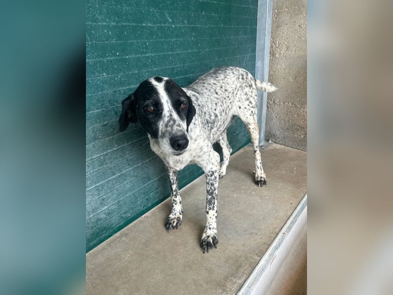 liebe Pointer Mischlings-Hündin Luna sucht ihre Menschen