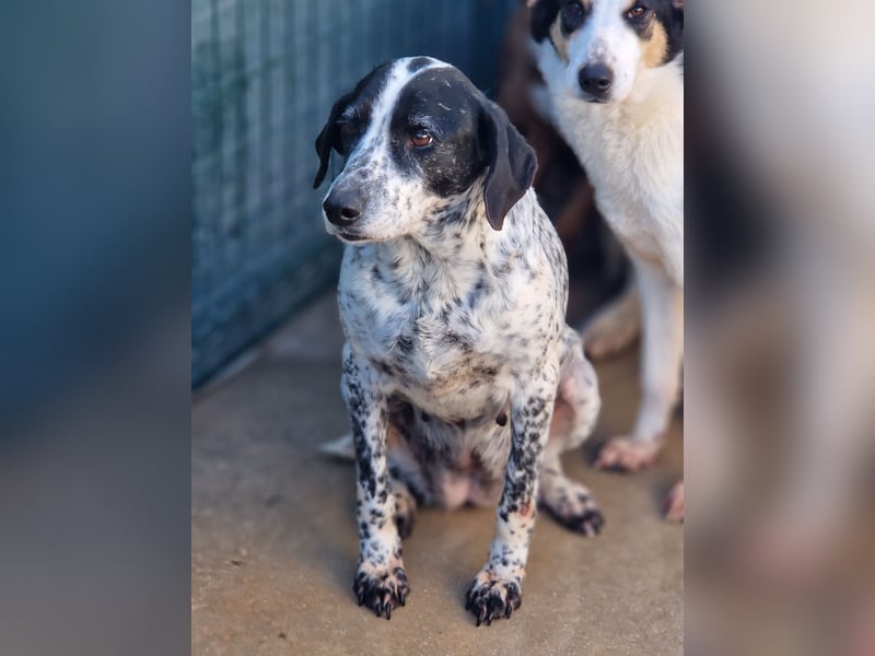 liebe Pointer Mischlings-Hündin Luna sucht ihre Menschen