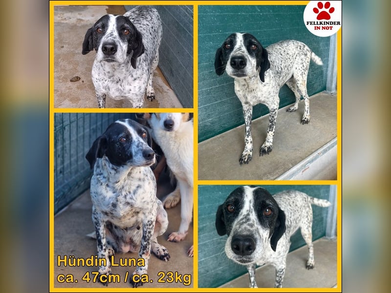 liebe Pointer Mischlings-Hündin Luna sucht ihre Menschen