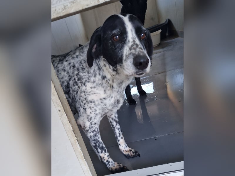 liebe Pointer Mischlings-Hündin Luna sucht ihre Menschen