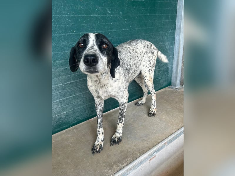 liebe Pointer Mischlings-Hündin Luna sucht ihre Menschen