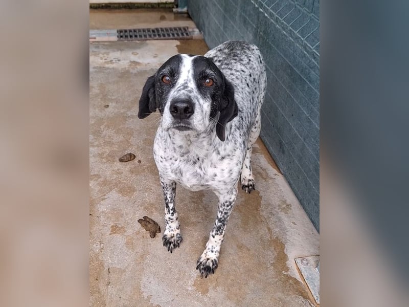 liebe Pointer Mischlings-Hündin Luna sucht ihre Menschen