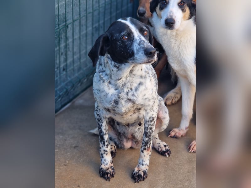 liebe Pointer Mischlings-Hündin Luna sucht ihre Menschen