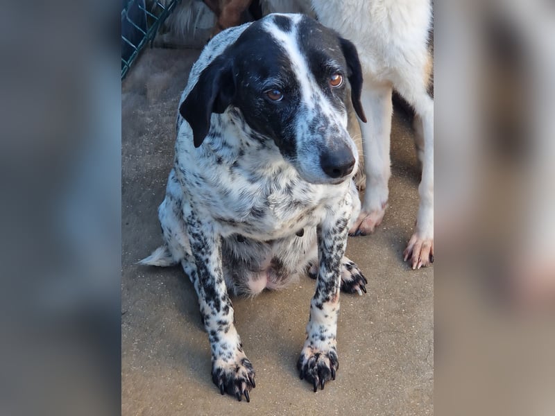 liebe Pointer Mischlings-Hündin Luna sucht ihre Menschen
