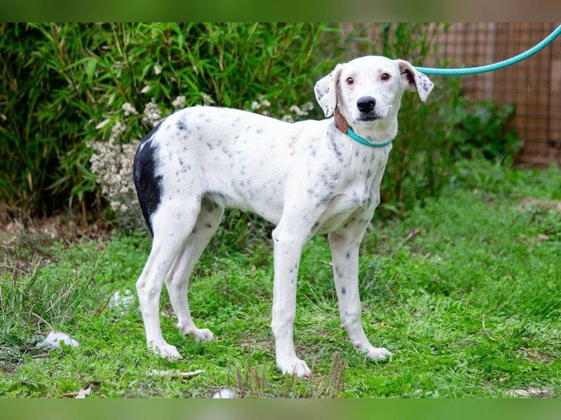 Sofia  - Mix Pointer / Dalmatiner, lieb und verträglich