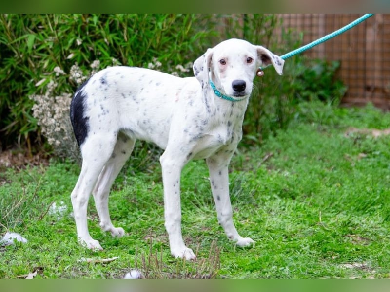 Sofia  - Mix Pointer / Dalmatiner, lieb und verträglich