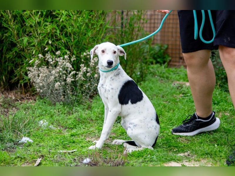 Sofia  - Mix Pointer / Dalmatiner, lieb und verträglich