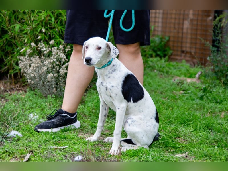 Sofia  - Mix Pointer / Dalmatiner, lieb und verträglich