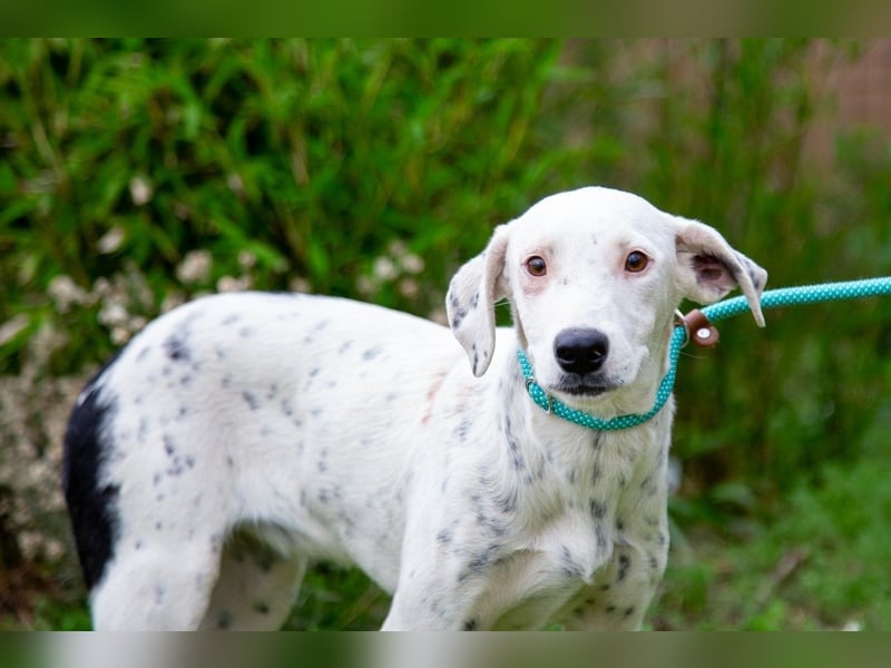 Sofia  - Mix Pointer / Dalmatiner, lieb und verträglich