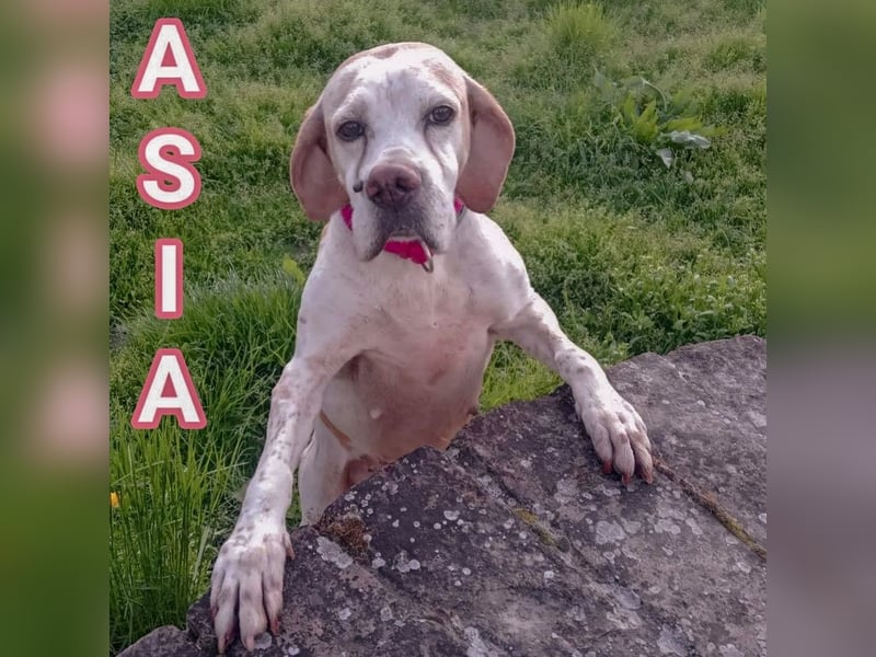 Asia - liebe, menschenbezogene Hundeomi