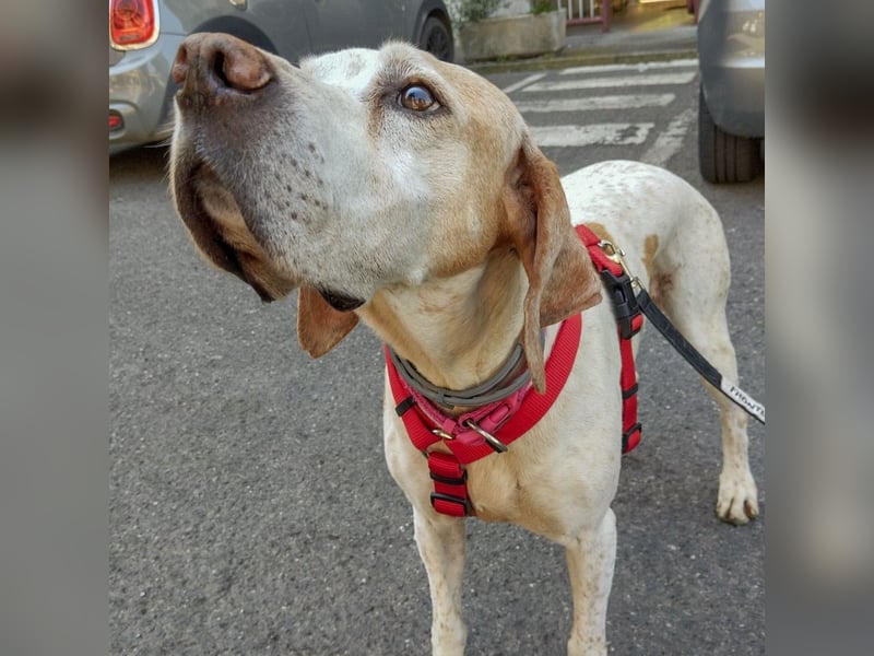 Asia - liebe, menschenbezogene Hundeomi