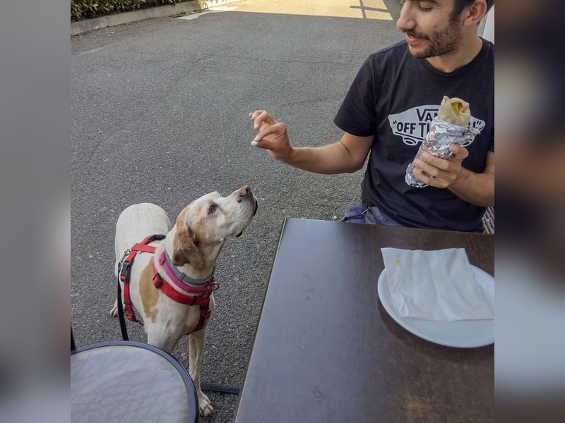 Asia - liebe, menschenbezogene Hundeomi