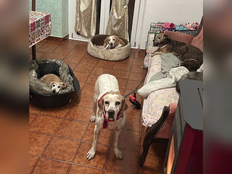 Asia - liebe, menschenbezogene Hundeomi