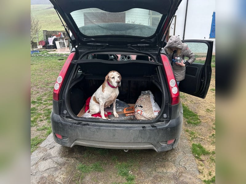 Asia - liebe, menschenbezogene Hundeomi