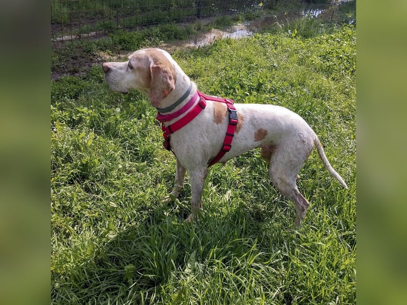 Asia - liebe, menschenbezogene Hundeomi