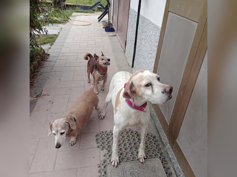 Asia - liebe, menschenbezogene Hundeomi