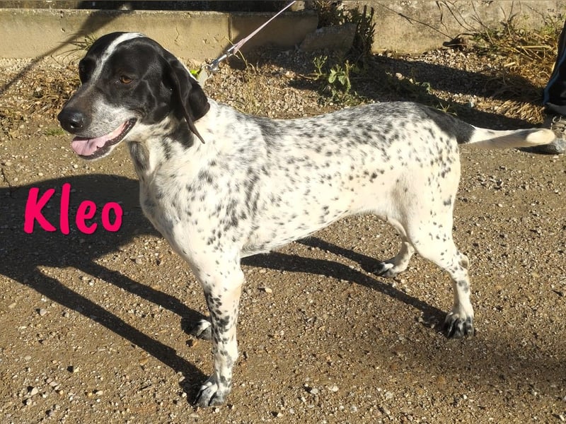Kleo 02/2022 (ESP) - sportliche, hübsche Pointer Hündin!
