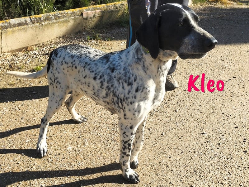 Kleo geb. 02/2022 (ESP) - sportliche, hübsche Pointer Hündin!