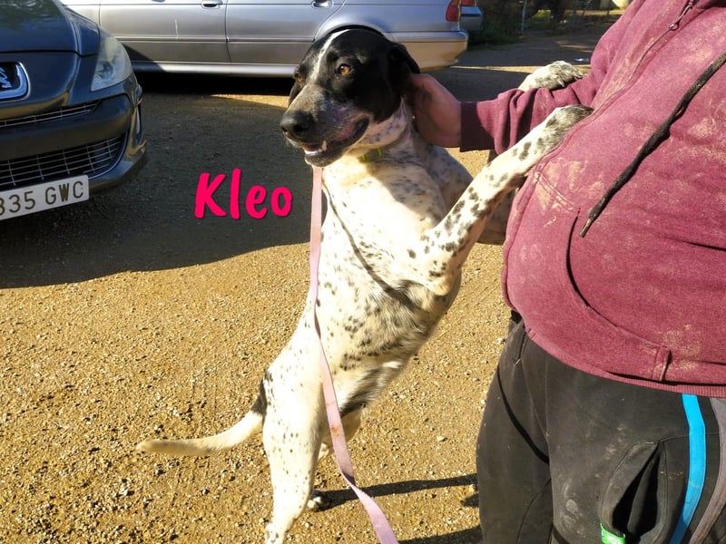 Kleo 02/2022 (ESP) - sportliche, hübsche Pointer Hündin!