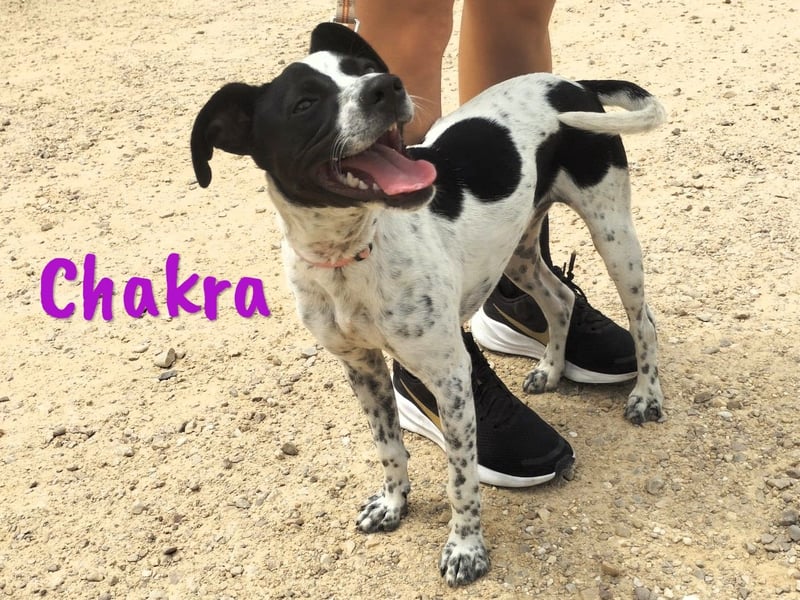 Chakra geb. 01/2025 (ESP) - sympathische und fröhliche Pointer-Bodeguero-Mix Welpin!