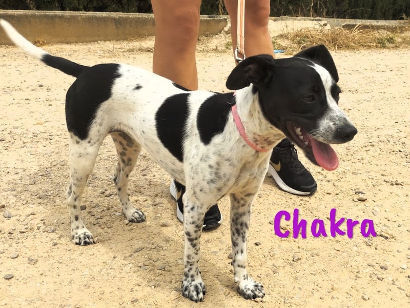 Chakra geb. 01/2025 (ESP) - sympathische und fröhliche Pointer-Bodeguero-Mix Welpin!