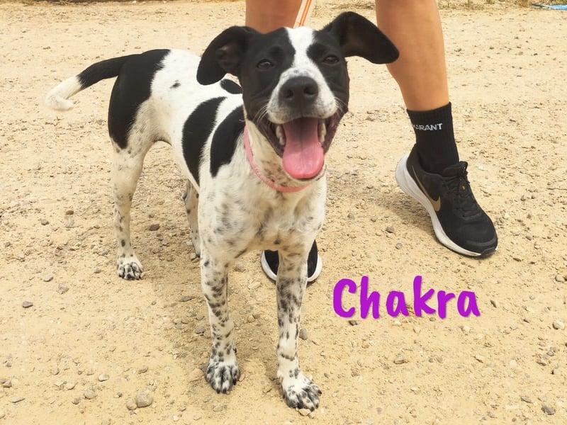 Chakra geb. 01/2025 (ESP) - sympathische und fröhliche Pointer-Bodeguero-Mix Welpin!