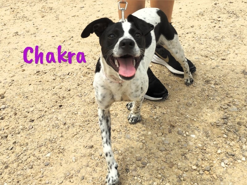 Chakra geb. 01/2025 (ESP) - sympathische und fröhliche Pointer-Bodeguero-Mix Welpin!