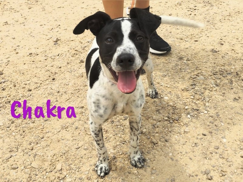 Chakra geb. 01/2025 (ESP) - sympathische und fröhliche Pointer-Bodeguero-Mix Welpin!