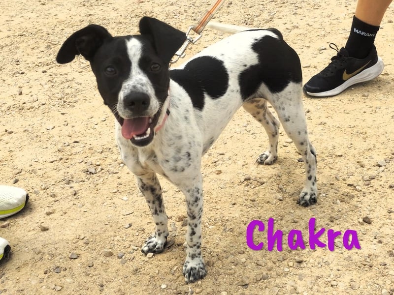 Chakra geb. 01/2025 (ESP) - sympathische und fröhliche Pointer-Bodeguero-Mix Welpin!