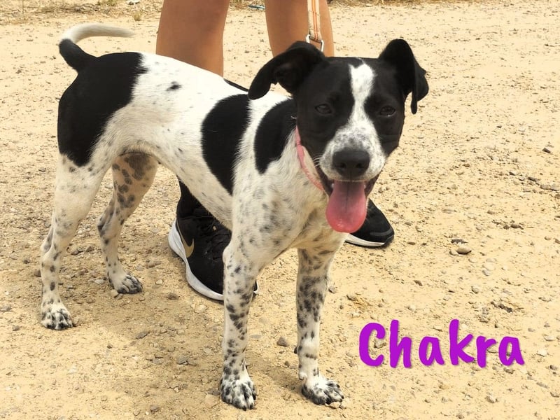 Chakra geb. 01/2025 (ESP) - sympathische und fröhliche Pointer-Bodeguero-Mix Welpin!