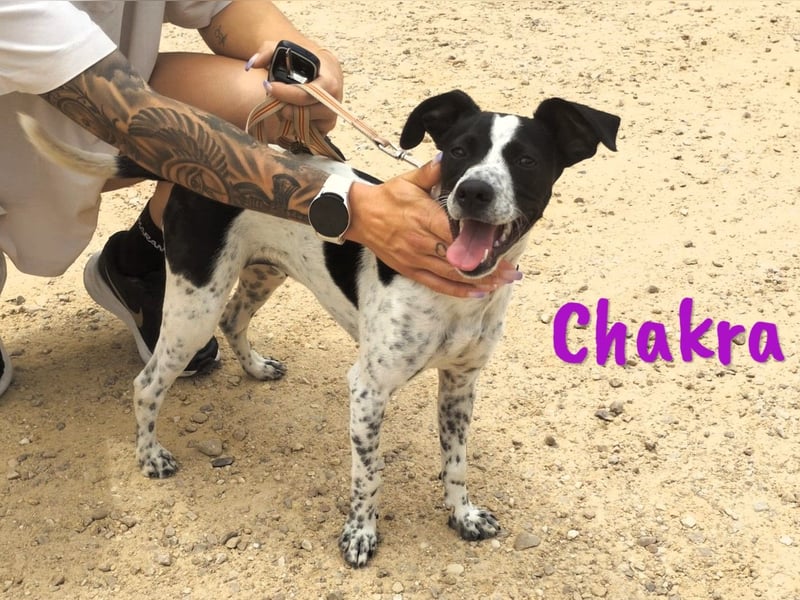 Chakra geb. 01/2025 (ESP) - sympathische und fröhliche Pointer-Bodeguero-Mix Welpin!
