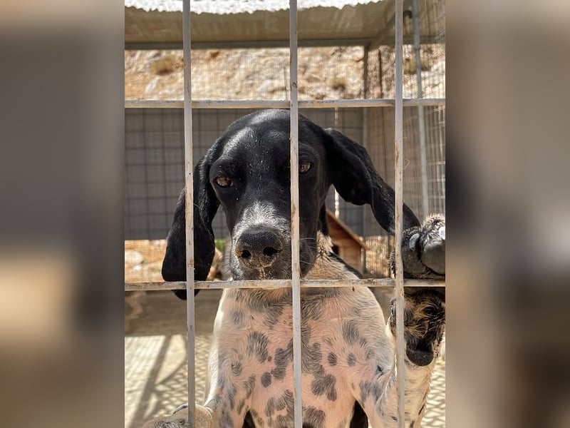 Penni sucht ein Zuhause