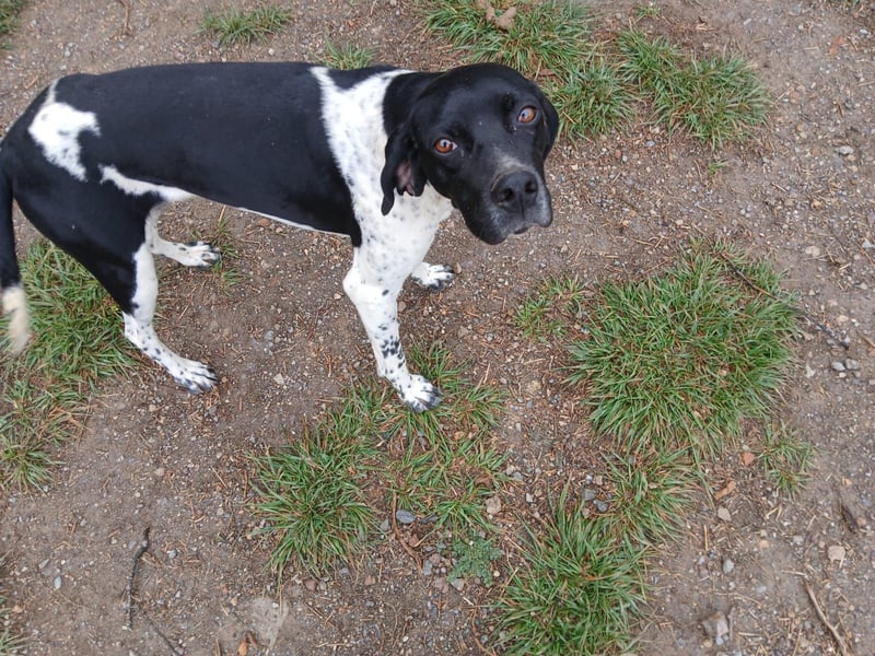 Penni sucht ein Zuhause