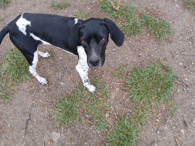 Penni sucht ein Zuhause