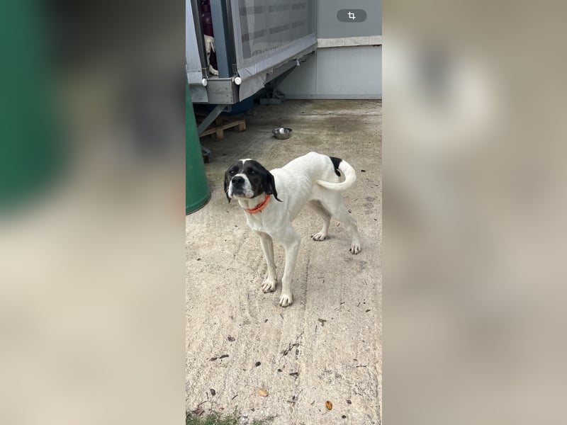 Lotte – Lebensfrohes Pointermädchen sucht aktive Familie!