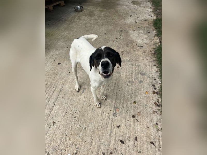 Lotte – Lebensfrohes Pointermädchen sucht aktive Familie!