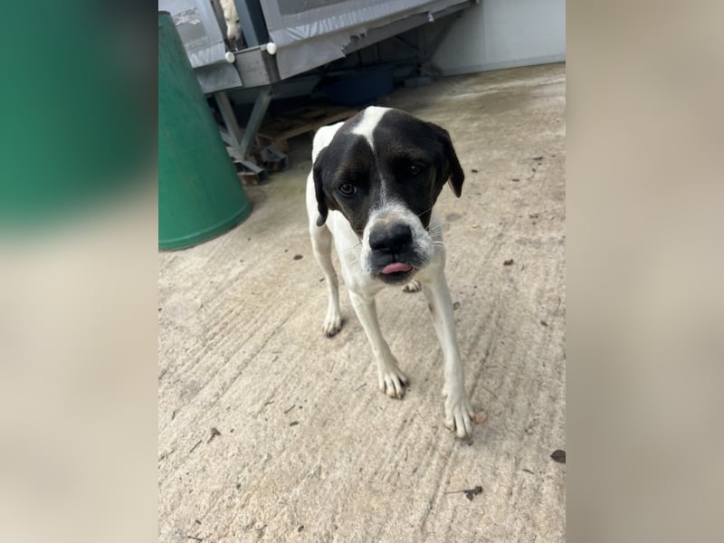 Lotte – Lebensfrohes Pointermädchen sucht aktive Familie!