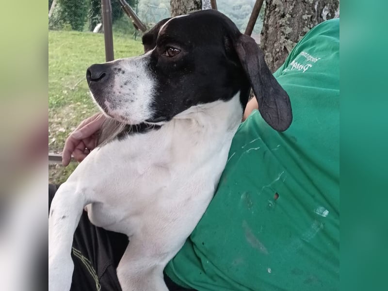 Stella  - RESERVIERT - glücklich mit Menschen - sagt Nein zur Jagd