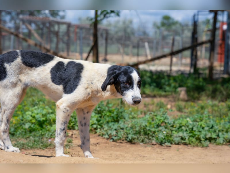 Coco - Pointer-mix sucht liebevolles Zuhause
