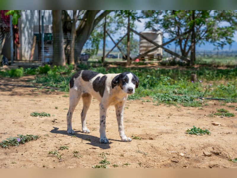 Coco - Pointer-mix sucht liebevolles Zuhause