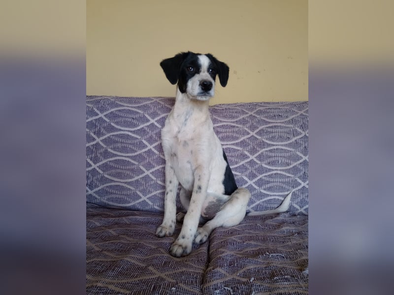Coco - Pointer-mix sucht liebevolles Zuhause