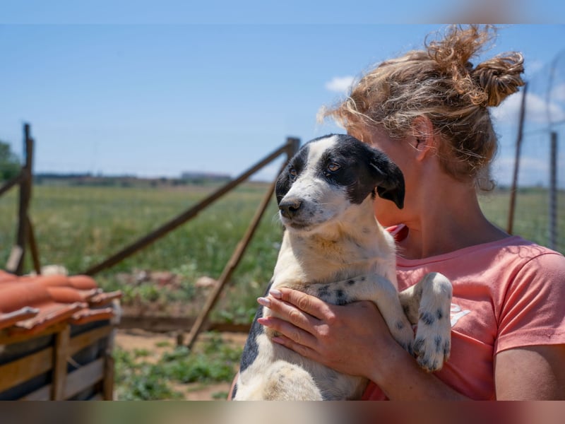 Coco - Pointer-mix sucht liebevolles Zuhause