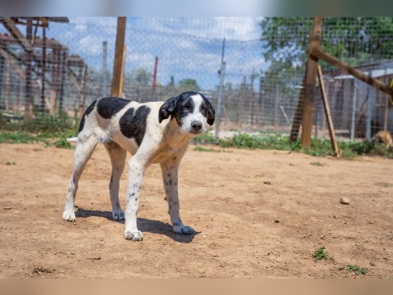 Coco - Pointer-mix sucht liebevolles Zuhause