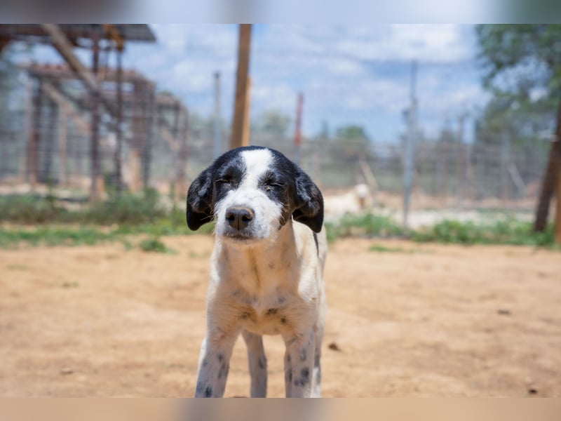 Coco - Pointer-mix sucht liebevolles Zuhause