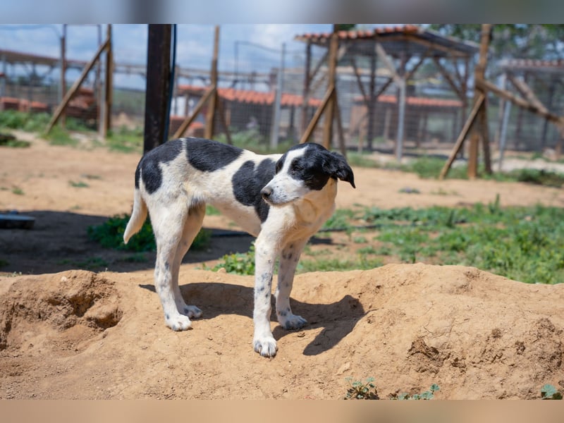 Coco - Pointer-mix sucht liebevolles Zuhause