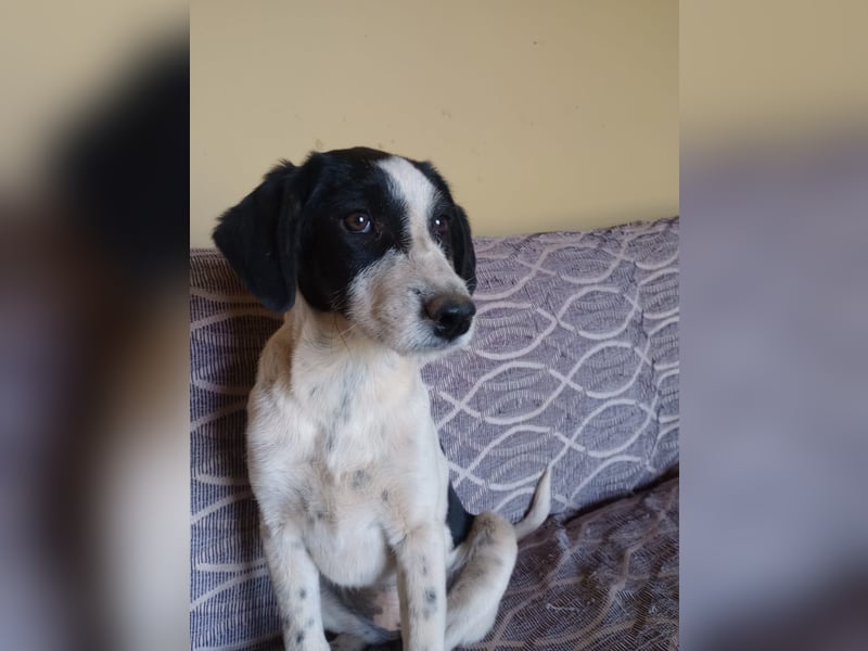 Coco - Pointer-mix sucht liebevolles Zuhause