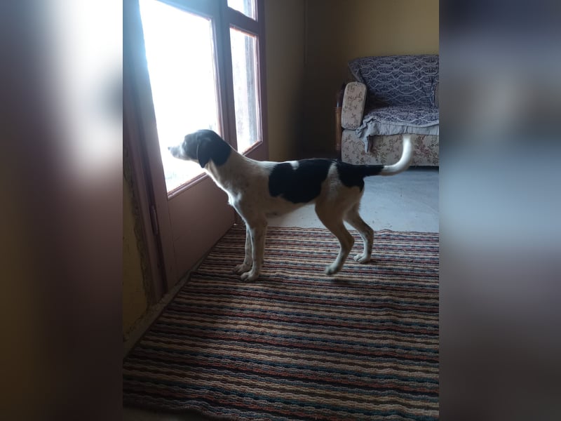 Coco - Pointer-mix sucht liebevolles Zuhause